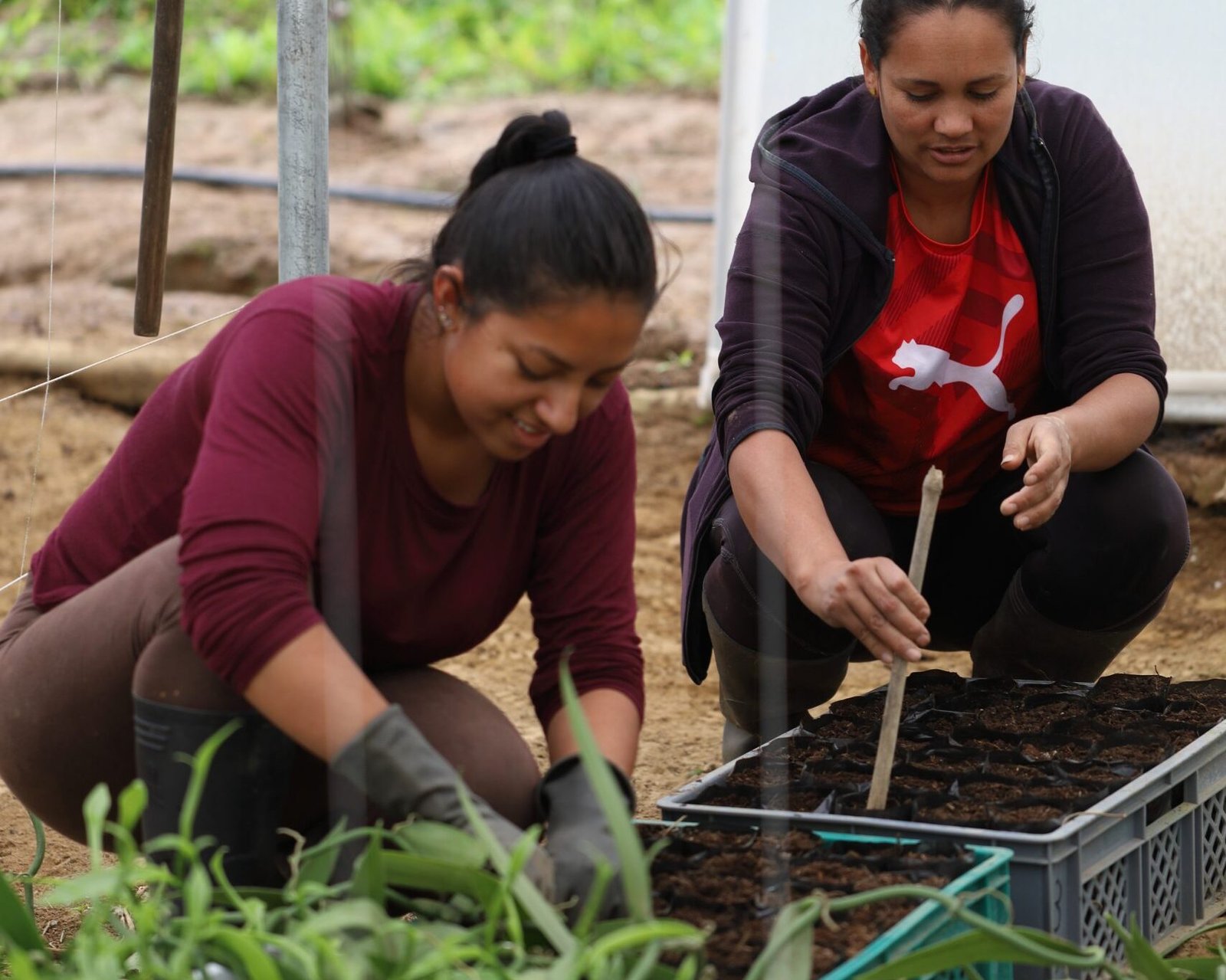 Controles y cuidados del cultivo de vainilla