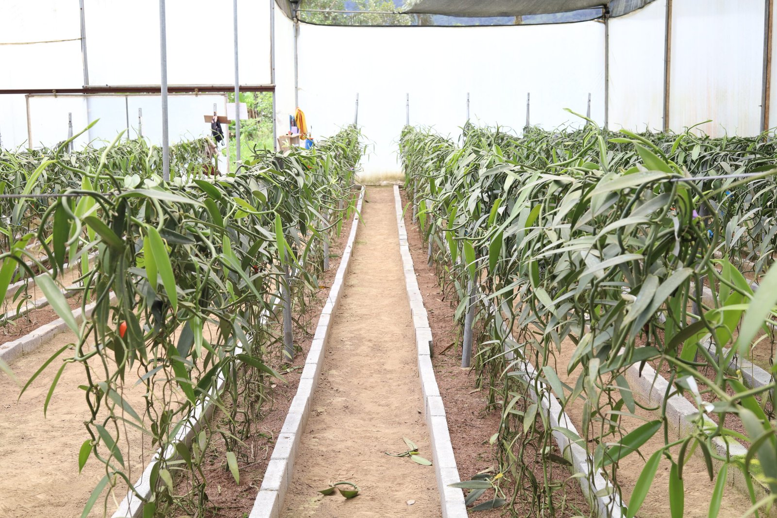 Establecimiento de cultivo vainilla