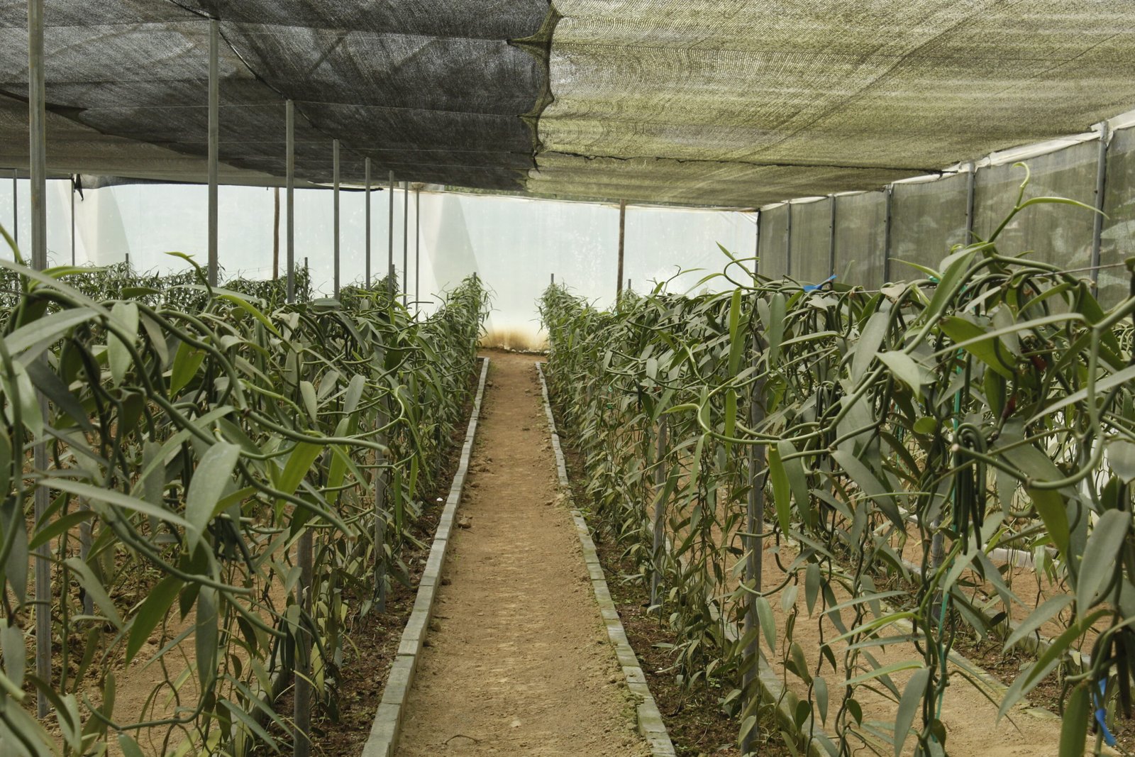 Establecimiento de cultivo vainilla