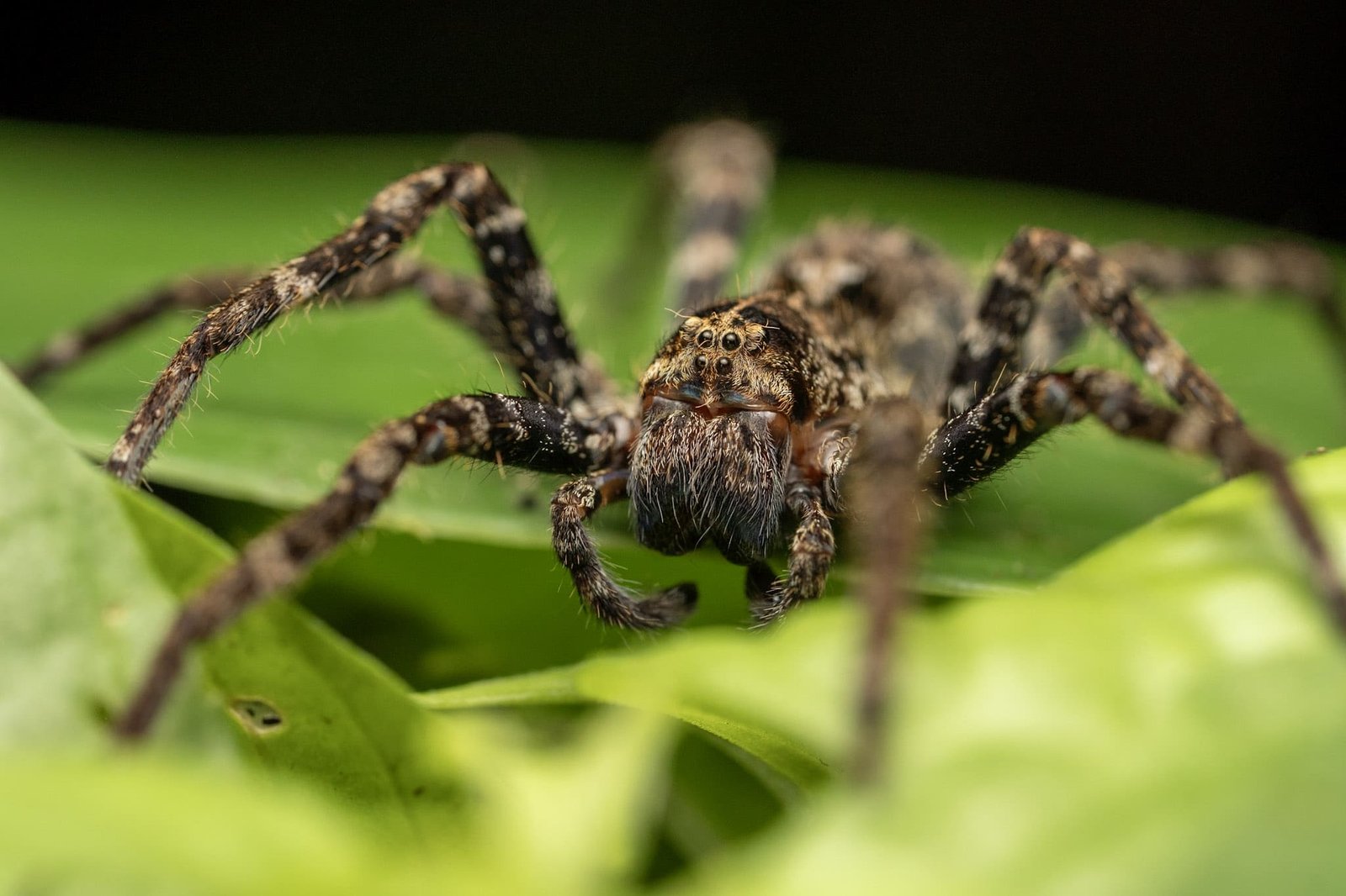 Salticidae_JulioCarrion