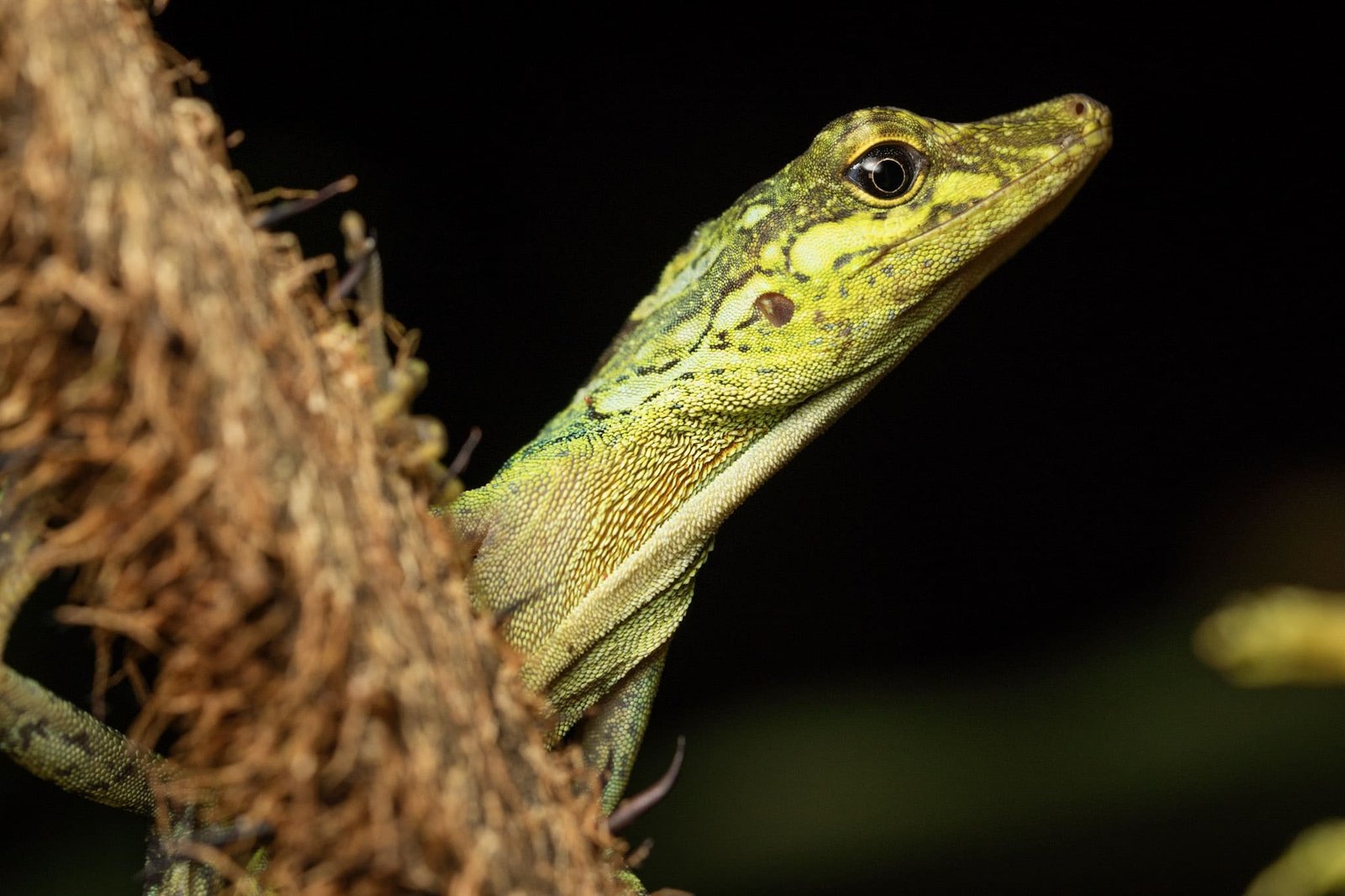 anolis_fitchi_Julio_Carrion
