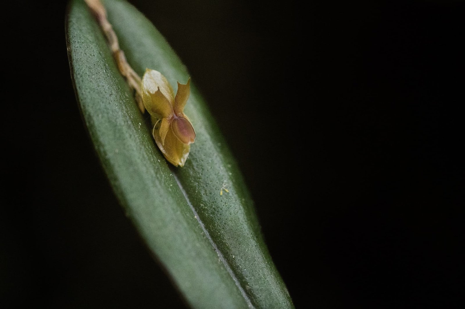 orquidea_JulioCarrion