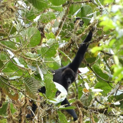 1.Ateles fusciceps CR (Peligro Critico UICN)