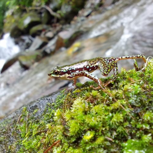 2.Atelopus coynei_Peligro_Critico_CR_Gabriel Micanquer