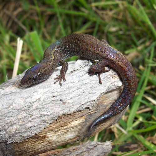 2.Riama balneator (EN). JPRP (1)