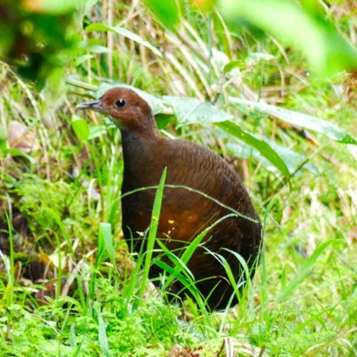 2.Tinamu Pechileonado.Tito Recalde