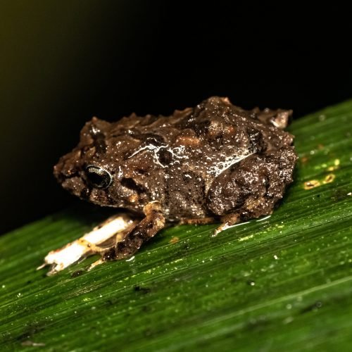 3.PRistimantis donnelsoni JPRPsp.nov.