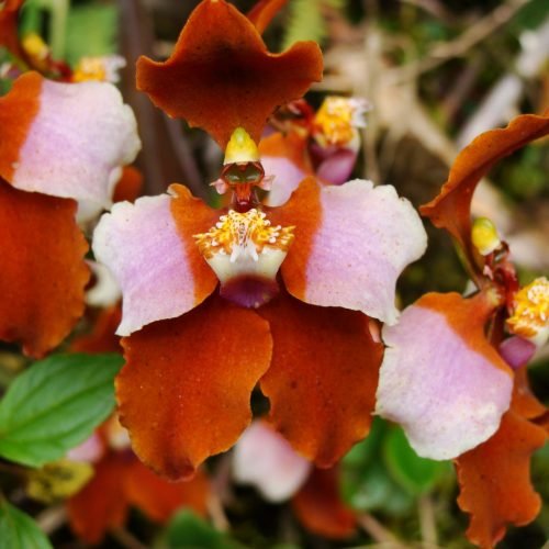 4.Cyrtochylum pastazae