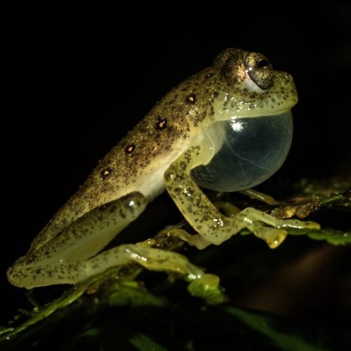 5.Nyphargus anomalus.JPRP