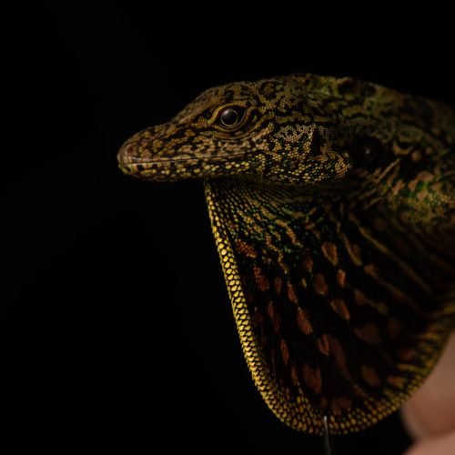 Anolis aequatorialus