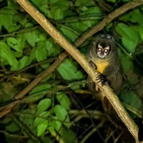 Aotus hembra nitida