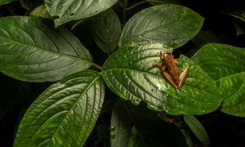 Boana calcarata_ JulioCarrion
