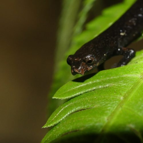 Bolitoglossa sp. nov.