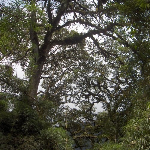 Bosque nublado. Rio Pucayaku