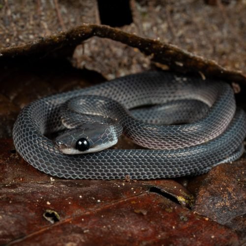 Diaphorolepis_wagneri_LC_rjm