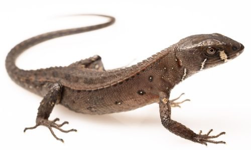 Gelanesaurus flavogularis_JulioCarrion