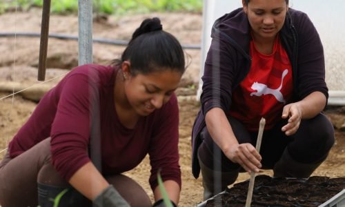 3. Controles y cuidados del cultivo de vainilla