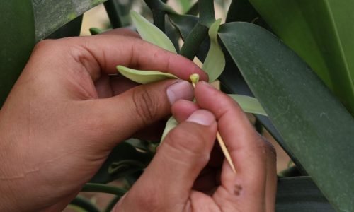 4. Polinización manual