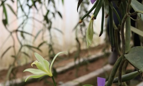 3. Controles y cuidados del cultivo de vainilla.