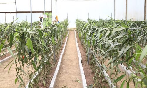 2. Establecimiento del cultivo