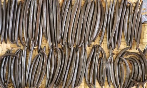 6. Beneficiado (Proceso de fermentación de la vainilla)