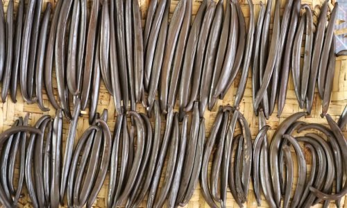 6.	Beneficiado (Proceso de fermentación de la vainilla)