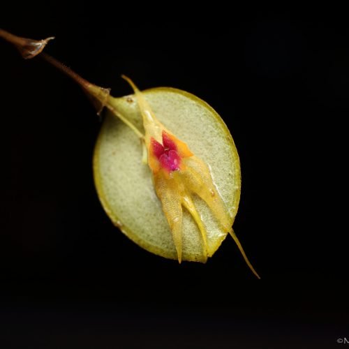 _Lepanthes_caudigera_Dracula