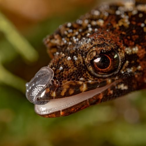 Lepidoblepharis conolepis