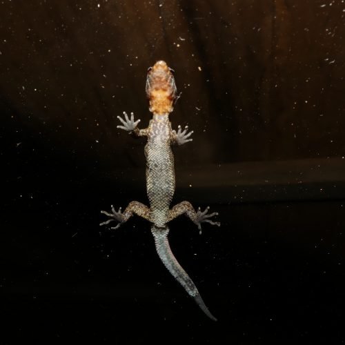 Lepidoblepharis festae, ventral