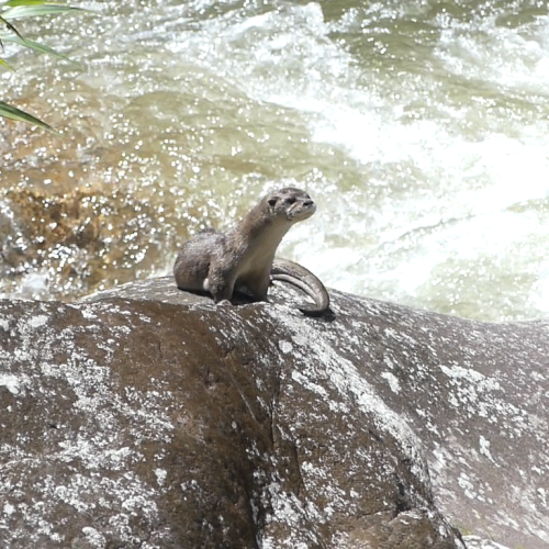 Lontra longicauda S.R. nUTRIA