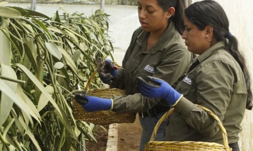 5. Cosecha y curado de vainas