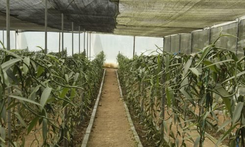 2. Establecimiento del cultivo