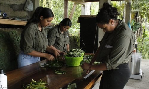 5. Cosecha y curado de vainas