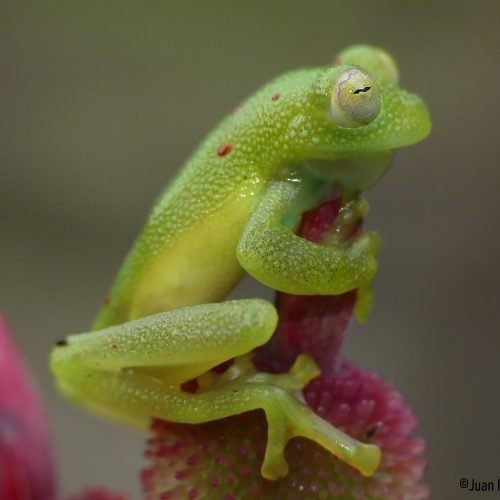 _Nymphargus_grandisonae_Dracula