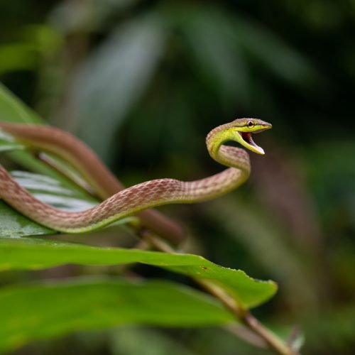 Oxybelis_brevirostris_5