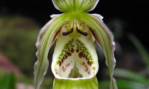 PhragmipediumPearcei