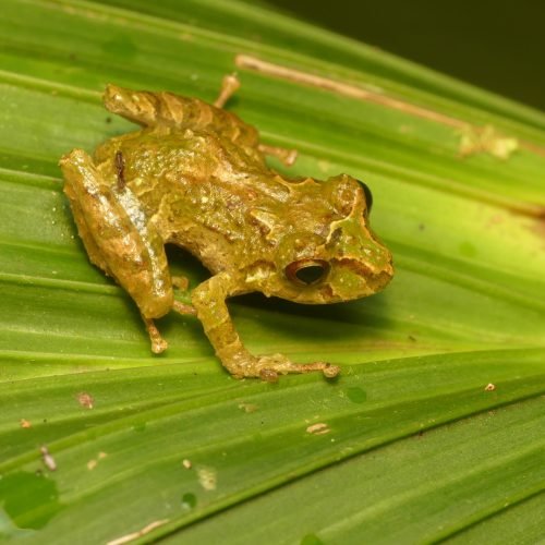 Pristimantis yanesi