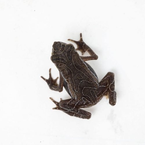 _Rhaebo_colomai_Dracula