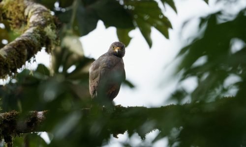 Rupornis_magnirostris_ErickTroncoso-Lopez-15