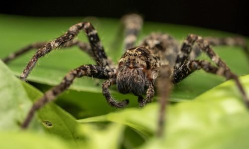 Salticidae_JulioCarrion