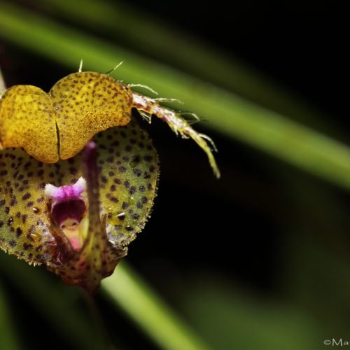 _Scaphosepalum_fimbriatum_Dracula