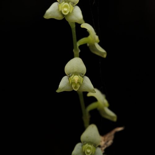 Stelis sp