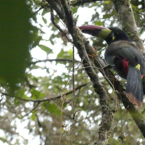 Tucan Chamana
