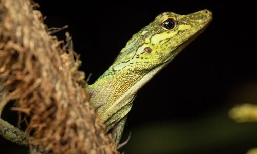 anolis_fitchi_Julio_Carrion