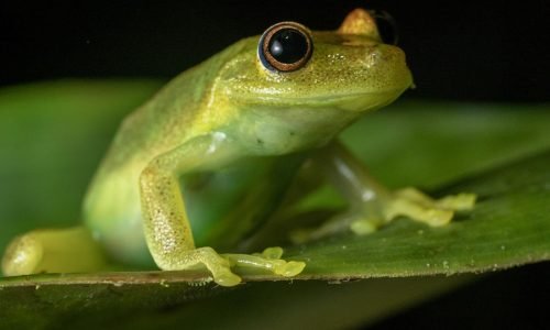 boana_cinerascens_JulioCarrion