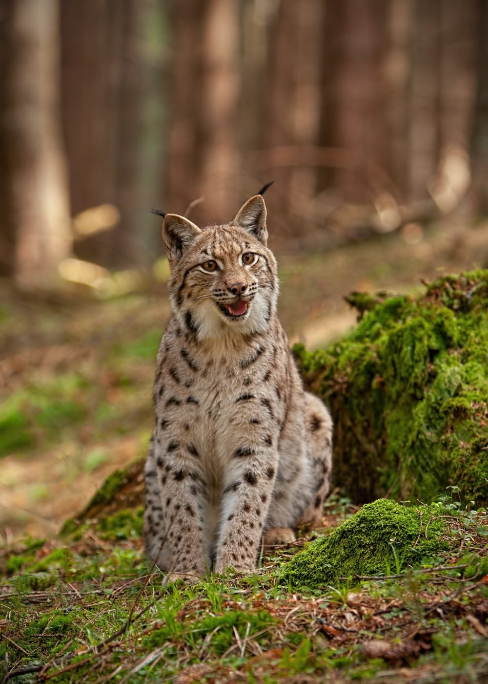 eursian-lynx-sitting-on-rocks-covered-with-green-moss-with-blurred-background.jpg