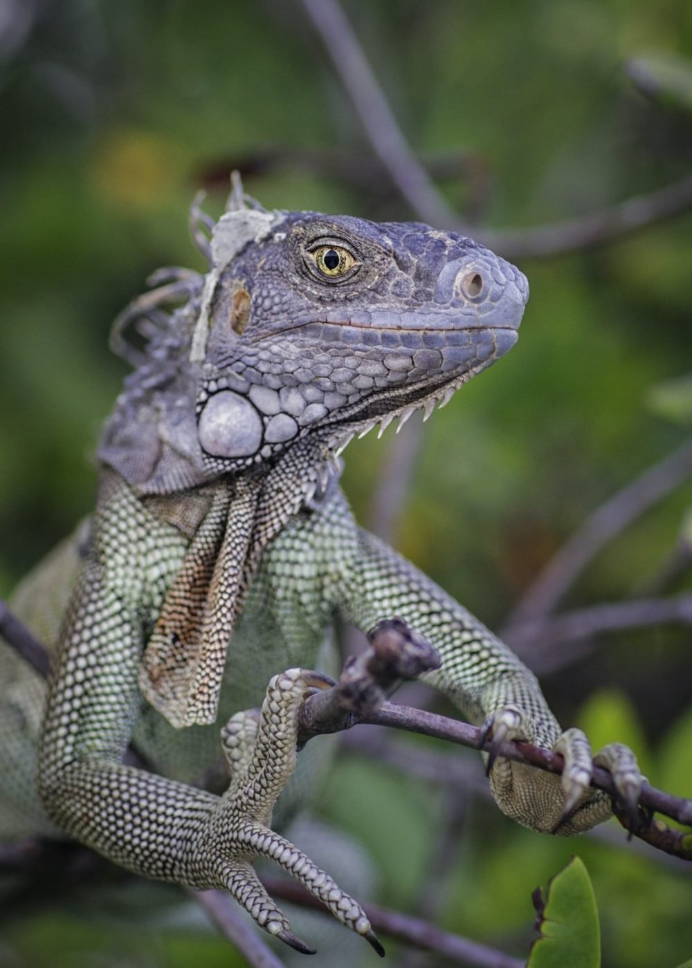 iguana-on-branch-looking-at-camera-smiling-st-croix-us-virgin-islands