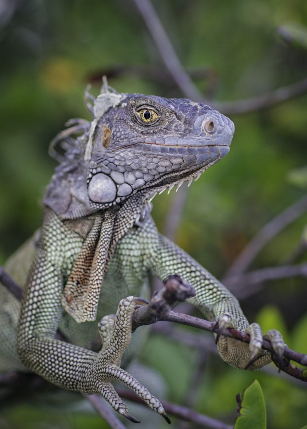 iguana-on-branch-looking-at-camera-smiling-st-croix-us-virgin-islands.jpg