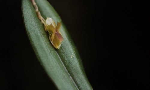 orquidea_JulioCarrion